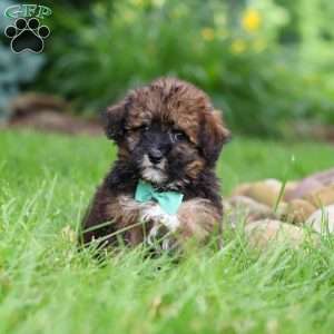 Frankie, Havapoo Puppy